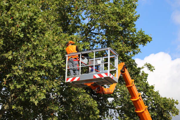 Trusted Pigeon Forge, TN Tree Removal and Landscaping Services Experts